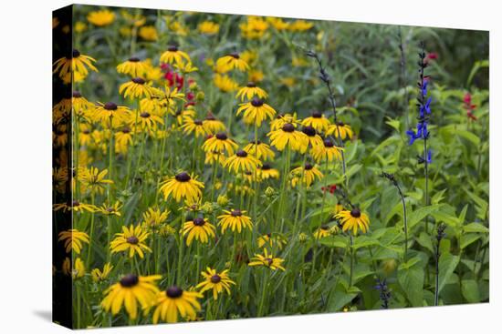 Flower Garden with Black-Eyed Susans and Black and Blue Salvias, Marion County, Il-Richard and Susan Day-Premier Image Canvas