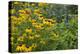 Flower Garden with Black-Eyed Susans and Black and Blue Salvias, Marion County, Il-Richard and Susan Day-Premier Image Canvas