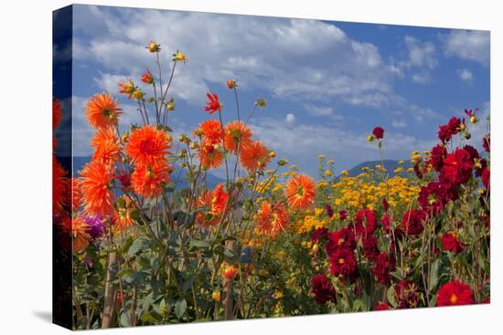 Flower-Garden with Dahlias-Ludwig Mallaun-Premier Image Canvas