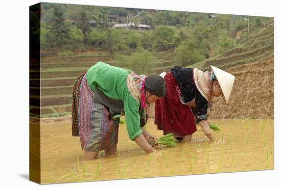 Flower Hmong Ethnic Group Women Working in the Rice Field-Bruno Morandi-Premier Image Canvas