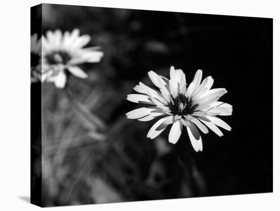 Flower in black and white-AdventureArt-Premier Image Canvas