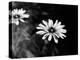 Flower in black and white-AdventureArt-Premier Image Canvas