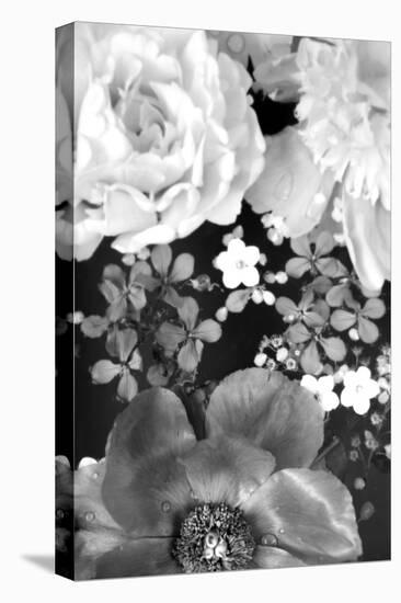 Flower in the Water, B/W, Close-Up-Alaya Gadeh-Premier Image Canvas