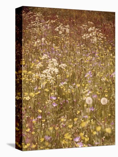 Flower Meadow, Early Summer, Medium Close-Up-Thonig-Premier Image Canvas