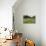 Flower Meadow, Farmhouse-Roland T.-Premier Image Canvas displayed on a wall