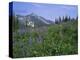 Flower Meadow, Mount Revelstoke National Park, Rocky Mountains, British Columbia (B.C.), Canada-Geoff Renner-Premier Image Canvas