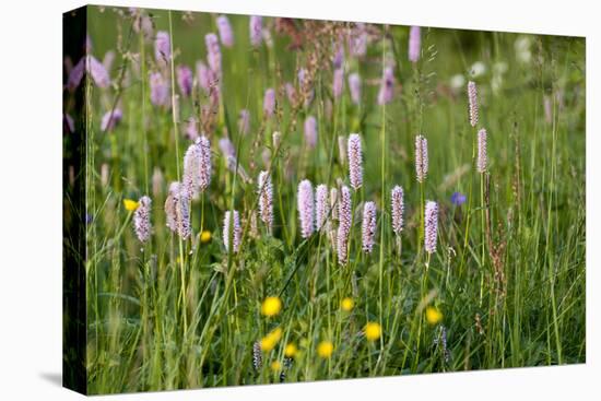 Flower Meadow, Nature Reserve on the Hoherodskopf, Vogelsberg, Hessen, Germany-Ernst Wrba-Premier Image Canvas