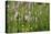 Flower Meadow, Nature Reserve on the Hoherodskopf, Vogelsberg, Hessen, Germany-Ernst Wrba-Premier Image Canvas