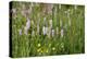 Flower Meadow, Nature Reserve on the Hoherodskopf, Vogelsberg, Hessen, Germany-Ernst Wrba-Premier Image Canvas