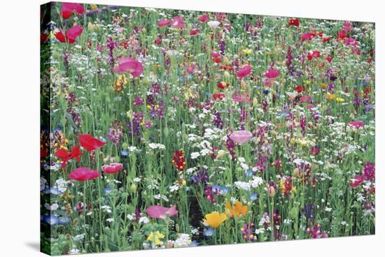 Flower Meadow-Ella Lancaster-Stretched Canvas