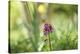 Flower, medium close-up-Benjamin Engler-Premier Image Canvas