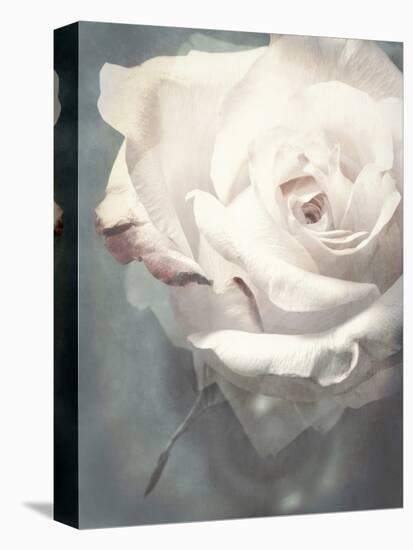 Flower of a White Rose, Texture, Composing-Alaya Gadeh-Premier Image Canvas