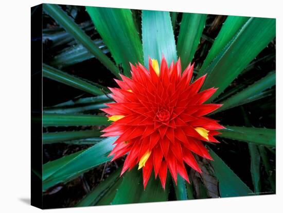 Flower of Bromeliad, Wild Pineapple, Barro Colorado Island, Panama-Christian Ziegler-Premier Image Canvas
