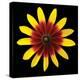 Flower on Black II-Jim Christensen-Premier Image Canvas