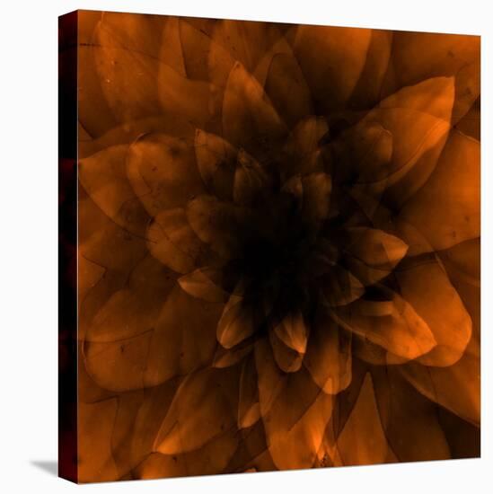 Flower Orange-Johan Lilja-Premier Image Canvas
