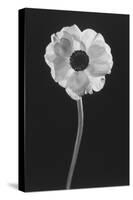 Flower-Graeme Harris-Premier Image Canvas