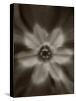 Flower-Graeme Harris-Premier Image Canvas