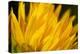 Flower-Gordon Semmens-Premier Image Canvas