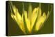 Flower-Gordon Semmens-Premier Image Canvas