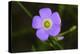 Flower-Gordon Semmens-Premier Image Canvas