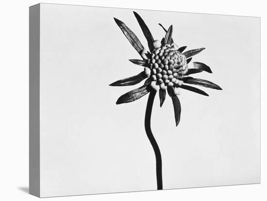 Flower-Panoramic Images-Premier Image Canvas