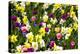 Flowerbed with Spring Flowers-Brigitte Protzel-Premier Image Canvas