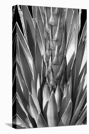 Flowering Agave BW-Douglas Taylor-Premier Image Canvas