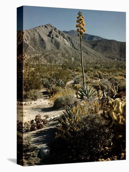 Flowering Agave Plant Sprouting During the Spring in the Sonoran Desert-Andreas Feininger-Premier Image Canvas
