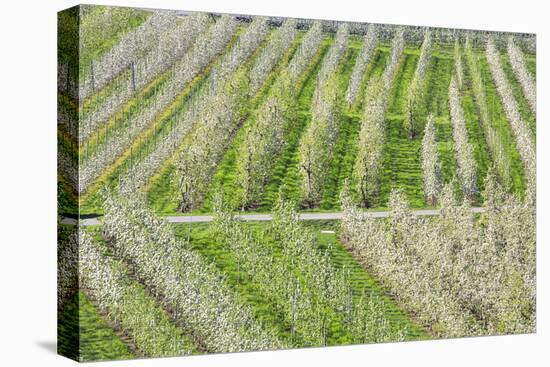 Flowering Apple Orchards, Villa of Tirano, Province of Sondrio, Valtellina, Lombardy, Italy, Europe-Roberto Moiola-Premier Image Canvas