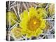 Flowering Barrel Cactus, Anza-Borrego Desert State Park, California, Usa-Jamie & Judy Wild-Premier Image Canvas