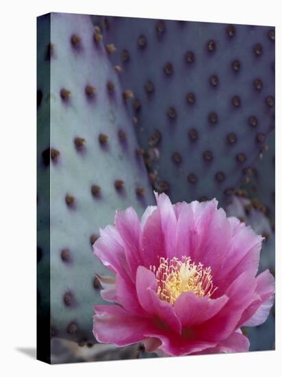 Flowering Beavertail Cactus, Arizona-Sonora Desert Museum, Arizona, USA-Jamie & Judy Wild-Premier Image Canvas