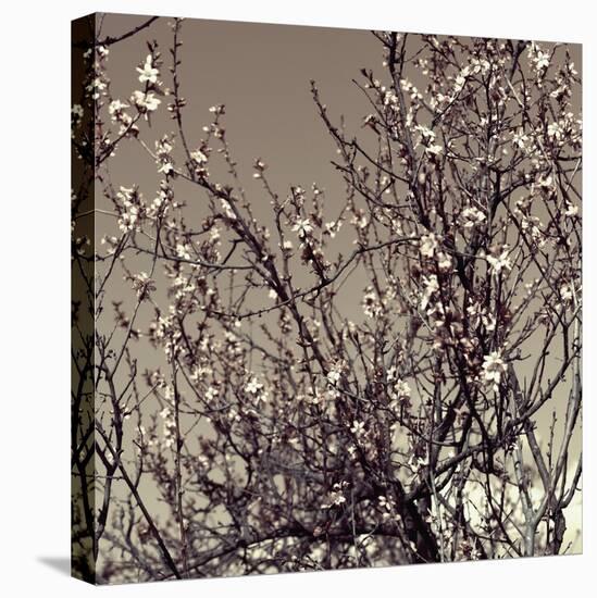 Flowering Branches 5756-Rica Belna-Premier Image Canvas