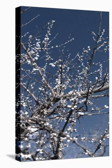 Flowering Branches-Rica Belna-Premier Image Canvas