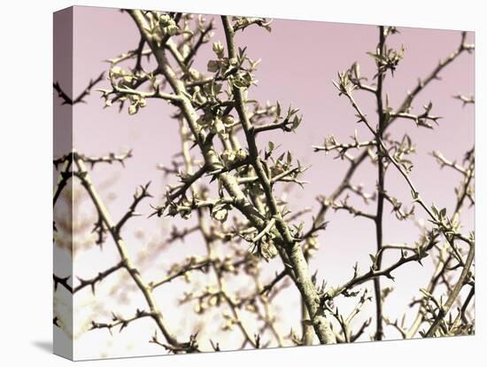 Flowering Branchess-Rica Belna-Premier Image Canvas