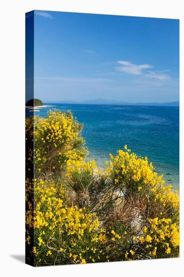 Flowering Broom at Coastal Landscape, Makarska Riviera, Dalmatia, Croatia-null-Premier Image Canvas