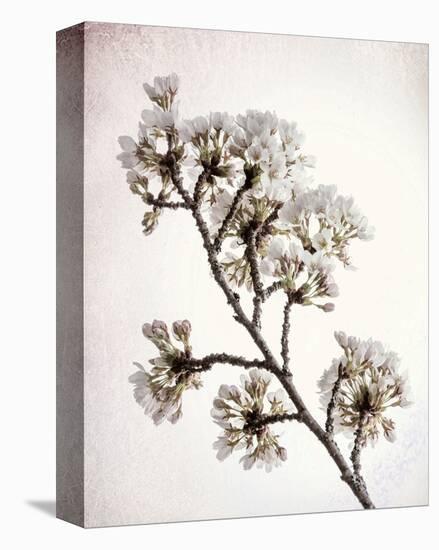 Flowering Cherry II-Kathy Mahan-Stretched Canvas