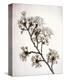 Flowering Cherry II-Kathy Mahan-Stretched Canvas