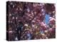 Flowering Cherry Tree, Ct-Kurt Freundlinger-Premier Image Canvas