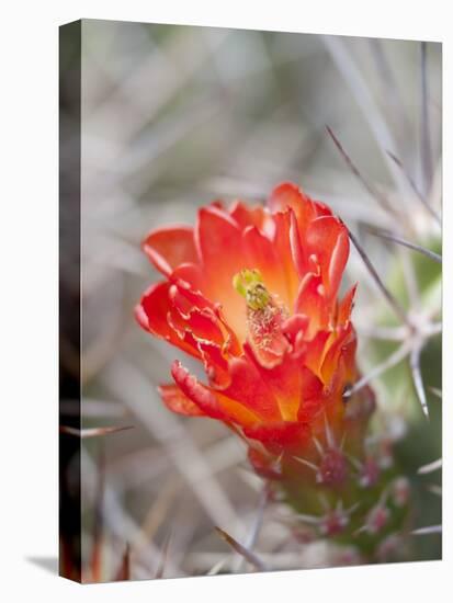 Flowering Claret Cup Cactus, Joshua Tree National Park, California, Usa-Jamie & Judy Wild-Premier Image Canvas