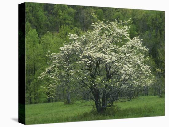 Flowering Dogwood, Blue Ridge Parkway, Virginia, USA-Charles Gurche-Premier Image Canvas