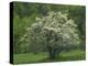 Flowering Dogwood, Blue Ridge Parkway, Virginia, USA-Charles Gurche-Premier Image Canvas