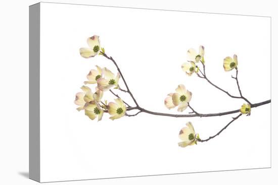 Flowering Dogwood Branch on White Background, Marion County, Illinois-Richard and Susan Day-Premier Image Canvas