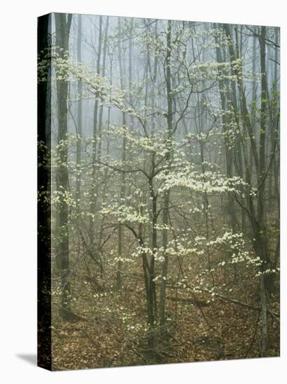 Flowering Dogwood in foggy forest, Appalachian Trail, Shenandoah National Park, Virginia, USA-Charles Gurche-Premier Image Canvas