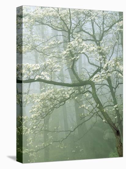 Flowering Dogwood in foggy forest, Shenandoah National Park, Virginia, USA-Charles Gurche-Premier Image Canvas