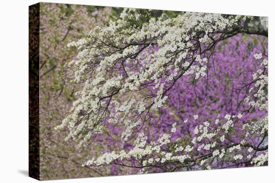 Flowering dogwood tree and distant Eastern redbud, Kentucky-Adam Jones-Premier Image Canvas