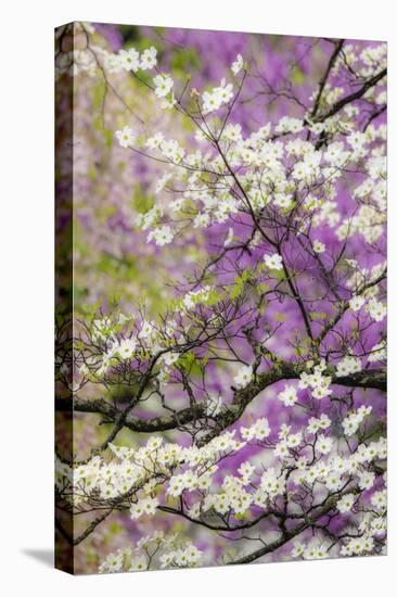 Flowering dogwood tree and distant Eastern redbud, Kentucky-Adam Jones-Premier Image Canvas