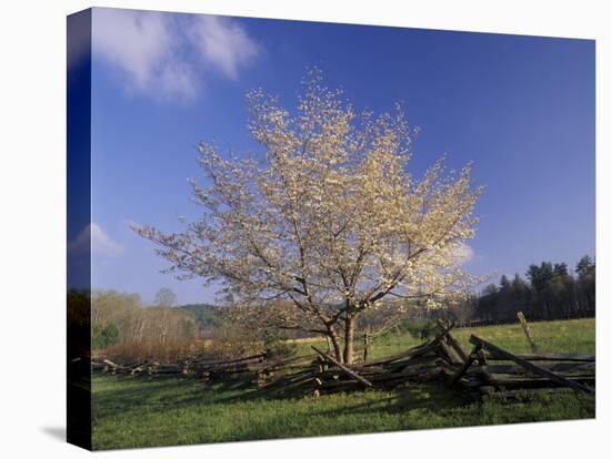 Flowering Dogwood Tree and Rail Fence, Great Smoky Mountains National Park, Tennessee, USA-Adam Jones-Premier Image Canvas