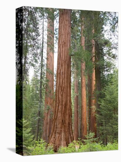 Flowering Dogwood Tree, Yosemite National Park, California, USA-Jamie & Judy Wild-Premier Image Canvas