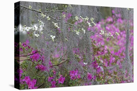Flowering dogwood trees and azaleas in full bloom in spring, Bonaventure Cemetery, Savannah, GA-Adam Jones-Premier Image Canvas