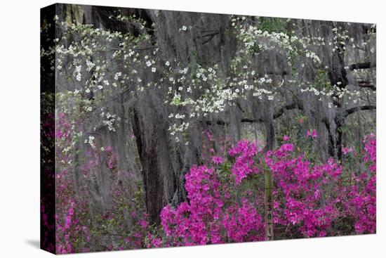 Flowering dogwood trees and azaleas in spring, Bonaventure Cemetery, Georgia-Adam Jones-Premier Image Canvas